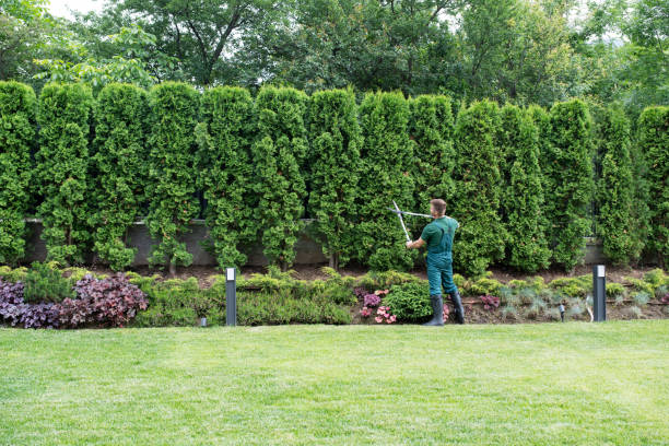 Why Choose Our Tree Removal Services in Lexington, VA?